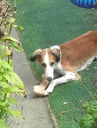 Grass seeds might be small, but they can pose a real threat to our pets, especially during late spring and summertime. Two Dog Inspired Grass Protection Mesh Case Studies Blogs From Matsgrids