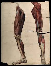It's okay if your knee. File Muscles And Tendons Of The Legs And Feet Front And Back Vie Wellcome V0008277 Jpg Wikimedia Commons