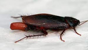 The nymphs are black with two white horizontal stripes on their back. Identifying Different Cockroaches In Tampa Lawnstarter