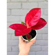 Image result for Chlorophytum Amaniense