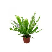 Image result for Asplenium goetzei