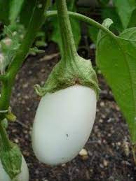 Growing Eggplant Bonnie Plants Growing Eggplant White Eggplant Eggplant