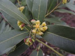 Image result for Lauraceae