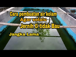 Maybe you would like to learn more about one of these? Cara Pembuatan Air Kolam Ikan Agar Selalu Jernih Dan Tidak Bau Litetube