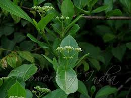 Image result for Premna serratifolia