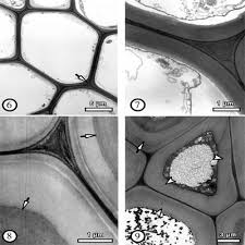 This extracellular matrix is characteristically absent from animal cells, although animal cells have extracellular matrix components on their surface. Microscopic Studies On Modified Wall Structure And Lignin Topochemistry In Xylem Fibres Of Poplar After Wounding