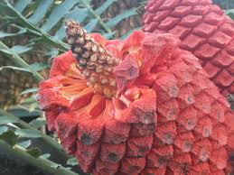 Image result for Encephalartos ferox