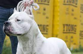 ˈfilɐ ˌbraziˈlejɾu), or brazilian mastiff, is a large working breed of dog developed in brazil. Kampfhunde Extrem Gefahrlich Argentinische Doggen Verletzen Besitzer Schwer Panorama Stuttgarter Nachrichten