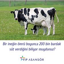 Vip Asansor On Twitter In 2020 Animals Cow