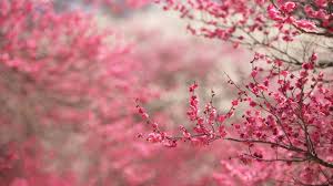 2048x1401 sakura wallpapers (39 pics) scaricare. Cherry Blossom Wallpaper Hd 1920x1080