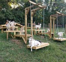 goat playground this looks like a super simple setup that would be fun for heaps of different animals as well a keci yavrulari ciftlikler evcil hayvan bakimi