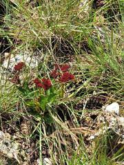 Image result for Craterostigma nummulariifolium