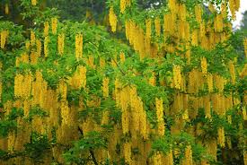 Image result for Laburnum