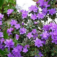 Maybe you would like to learn more about one of these? Rhododendron Ramapo Evergreen Shrub Gardenersdream