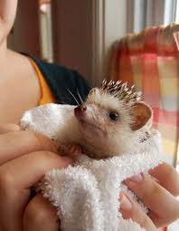 A nervous hedgehog is way harder to bathe then a comfortable one. Hedgehog Taking A Bath Hedgehog Pet Baby Hedgehog Cute Hedgehog