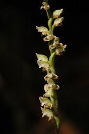 Image result for Goodyera afzelii