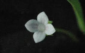 Image result for Oldenlandia affinis