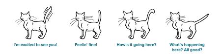 Today is the fourth day and she hasn't stopped meowing. An Insider S Guide To Cat Behavior The Dog People By Rover Com