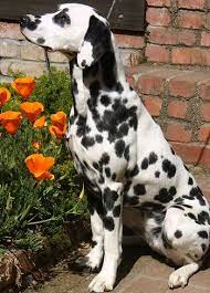 Dalmatian Jpg 350 486 Pixels Dalmatian Dogs Dog Breeds Dalmatian Puppy