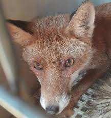 La tragedia si è consumata in pochi minuti. Rischia Di Finire Sbranata Dai Cani Volpe Curata E Rimessa In Liberta Nell Oasi Dell Angitola Il Vibonese