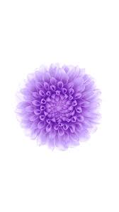 Offical Apple Flower Pattern Background Iphone 6 Wallpaper Download Iphone Wallpapers Ip Flower Iphone Wallpaper Purple Wallpaper Iphone Iphone 5s Wallpaper