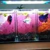 Aquarium mini cupang ikan kecil unik akuarium kaca dan kayu bulat glass wood bisa untuk aquascape pot vas bunga pajangan dekorasi rumah. Https Encrypted Tbn0 Gstatic Com Images Q Tbn And9gcsfrcpkvfunkb8mxkjr1z41u Xpvftxzkv4cmqggankvbspbgny Usqp Cau