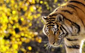 Wildlife Hd Wallpapers Group 75 Perfect screen background display for desktop, pc, mobile device, laptop, smartphone, android phone, iphone, computer and other devices. wildlife hd wallpapers group 75