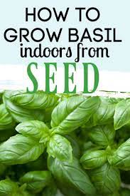 How To Grow Basil Indoors From Seed 2021 Growing Basil Growing Basil Indoors Growing Herbs In Pots
