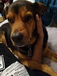 They have been my one and only boarding/daycare facility for my dog. Pet Care Plus Archives Optwel