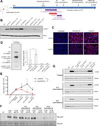 Thus substitution, which includes transversion answer: Suppressing Proteasome Mediated Processing Of Topoisomerase Ii Dna Protein Complexes Preserves Genome Integrity Elife