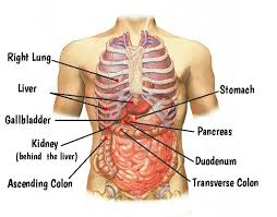 The kidneys, protected by the lower ribs, lie in shallow depressions against the posterior abdominal wall and behind the parietal peritoneum. Rib Pain