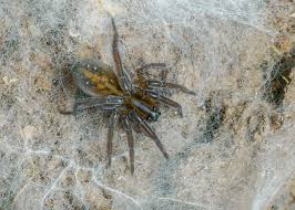 Image result for Hygrophila uliginosa