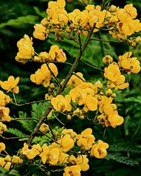 Image result for Senna spectabilis