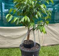 Aerial roots in a straight Ficus trunk : r/Bonsai