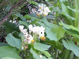 Image result for Sparrmannia ricinocarpa