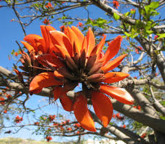 Image result for Erythrina × coddii