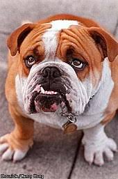 With the right care, some can live up to 10 to 12 years, while in rare cases, some may even reach up. Bulldog Wikipedia