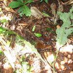 Image result for Monosis conferta