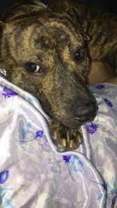 My Pittbull Shar Pei Mix With His Beautiful Brindle Coat R Pitbulls