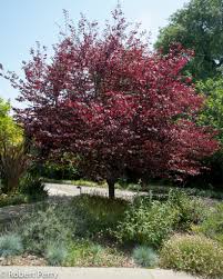 Forest pansy redbud fall color. Purple Leaved Eastern Redbud Inland Valley Garden Planner