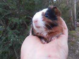 Pet pigs for sale melbourne. Sooo Many Gorgeous Piggies Female Short Hair Mix Guinea Pig In Vic Petrescue