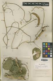 Image result for Adenocarpus mannii