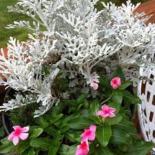 Pink Vinca And Dusty Miller Dusty Miller Outdoor Areas Flowers
