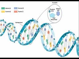 Deoxyribonucleic acid, or dna, is a molecule that contains the instructions an organism needs to develop, live and reproduce. Which Pair Of Nitrogenous Bases Will Form A Bond In A Dna Molecule Life Free Full Text De Novo Nucleic Acids A Review Of Synthetic Alternatives To Dna And Rna That