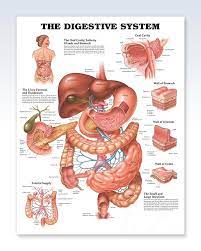 Pin On Anatomia