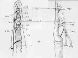 The flexor pollicis longus is the most radial structure, inserting onto the thumb distal phalanx. Flexor Tendon Repair Wheeless Textbook Of Orthopaedics