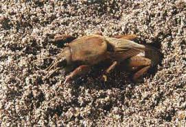 These same products should also be used preventatively. How To Get Rid Of Mole Crickets Best Mole Killers Natural Insecticides
