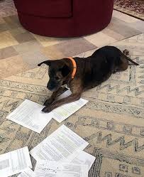Adopt a dog or adopt a cat and you'll have a friend for life. Good Cause Of The Month Animal Rescue League Of New Hampshire