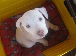 We offer 21 american pit bull puppies for sale in ohio. Rednose Pitbull By Sour Berry On Deviantart