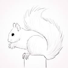 Squirrel Line Art Google Search Squirrel Art Squirrel Painting Squirrel Illustration